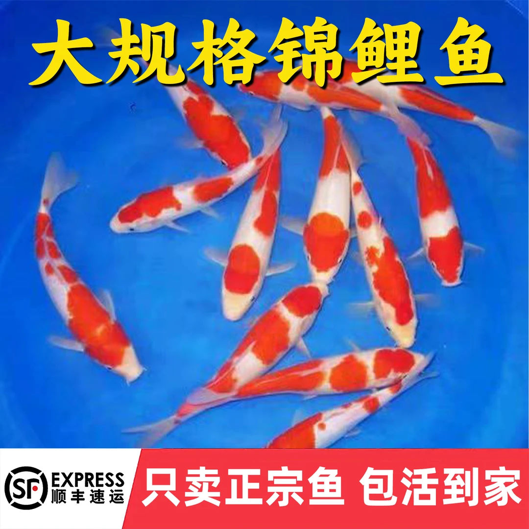 饲料鱼小鱼活体养殖活鱼龙鱼活食饲料喂乌龟淡水鱼草鱼鲫鱼花鲢鳙