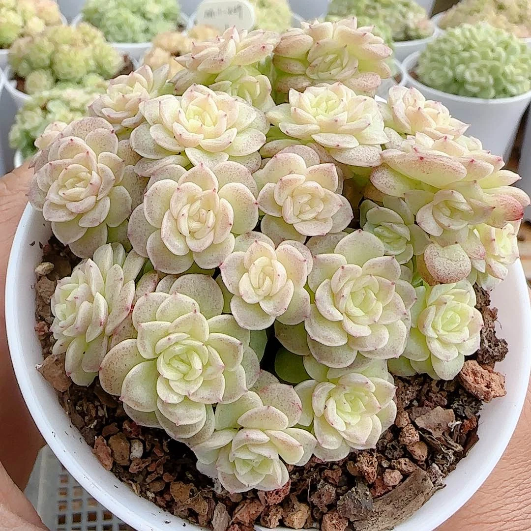 1122-75（ttp-79）优选