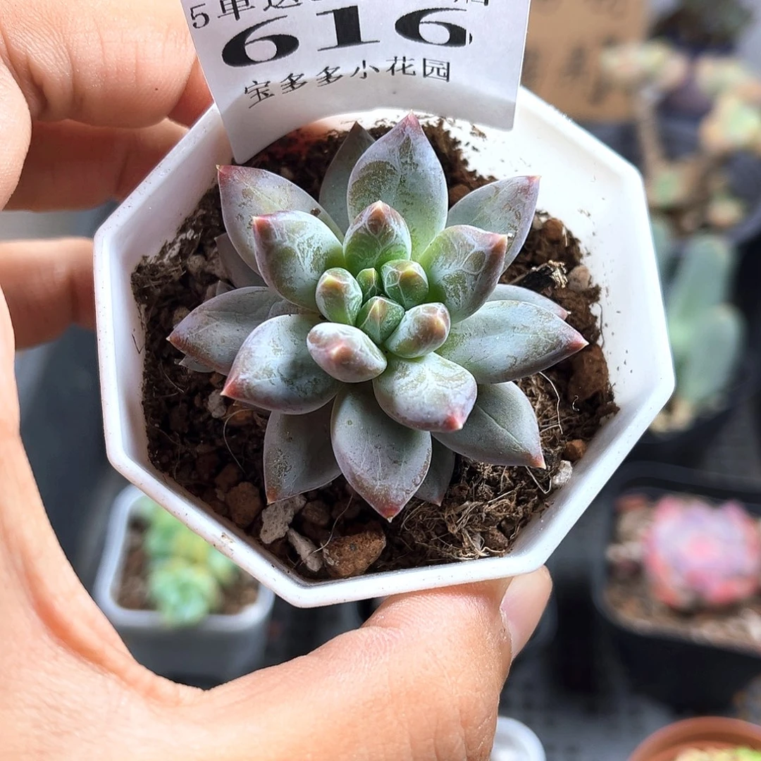 幻影美人一物一拍满三单包邮满26送一颗精品小多肉