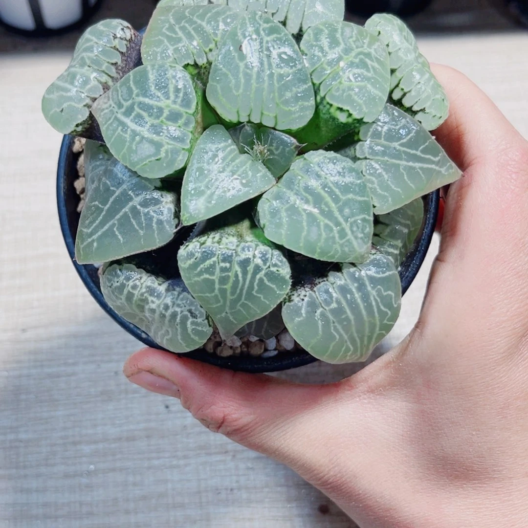水晶康平多肉植物66666