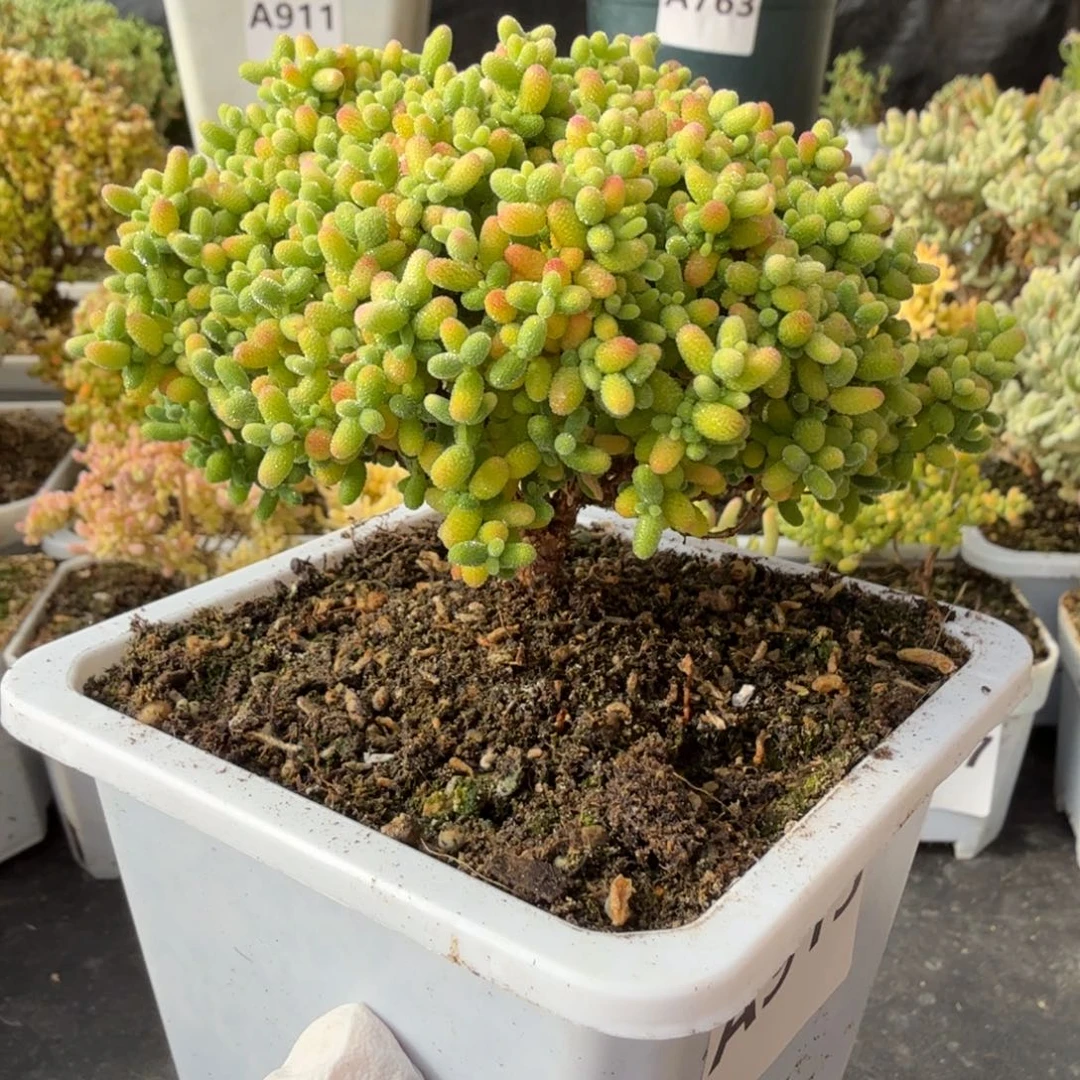 A915蜜橘糖球枝干