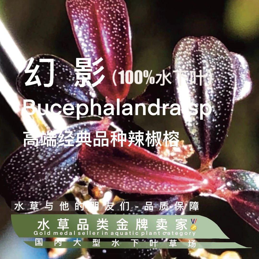 幻影辣椒榕真正水下叶- 鱼缸造景水草水培增氧活体淡带根植物
