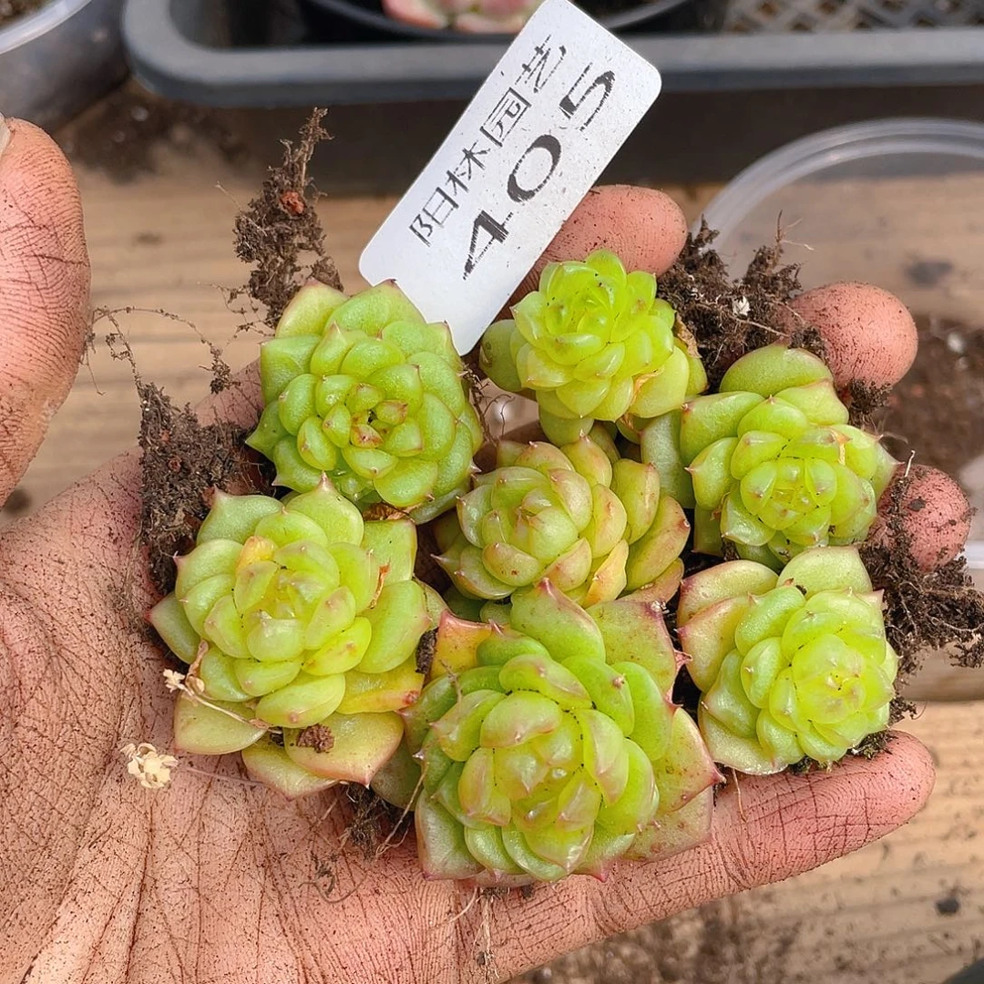 多肉植物多肉植物405