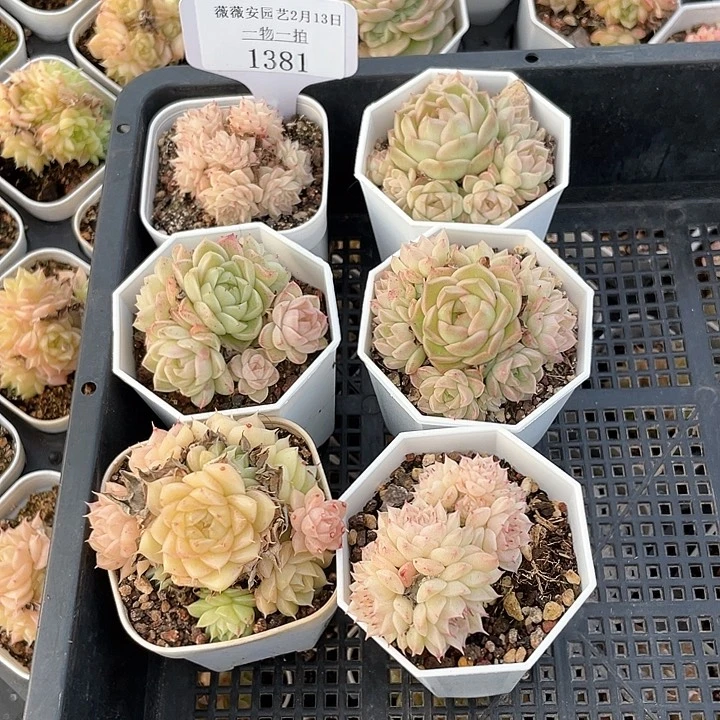 薇薇安园艺多肉1381