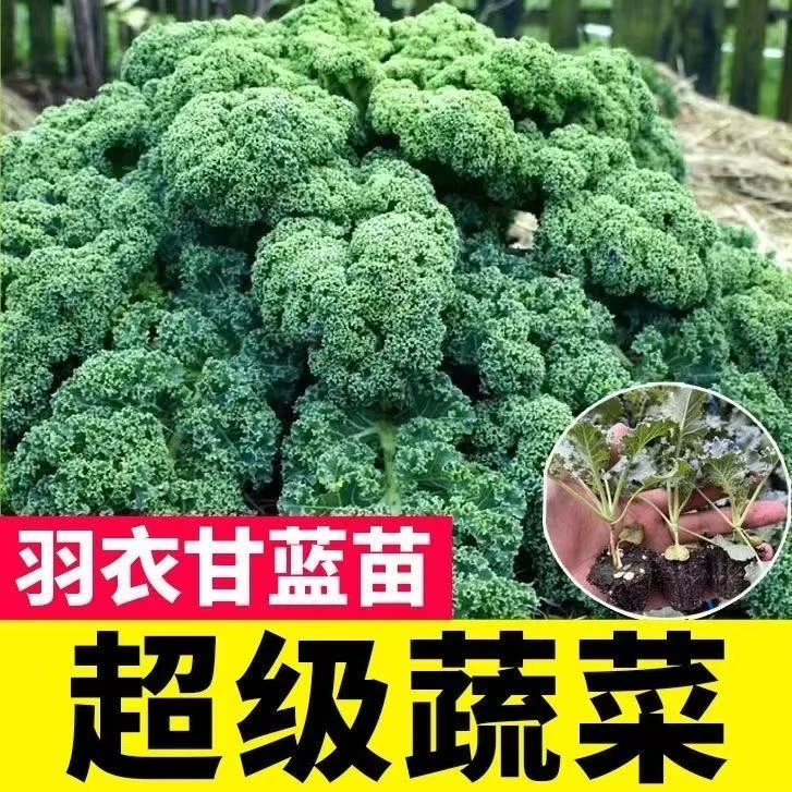 羽衣甘蓝苗绿羽衣甘蓝秧苗可食用种子籽蔬菜盆栽大苗四季耐寒