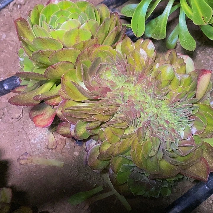 多肉植物保护研究所