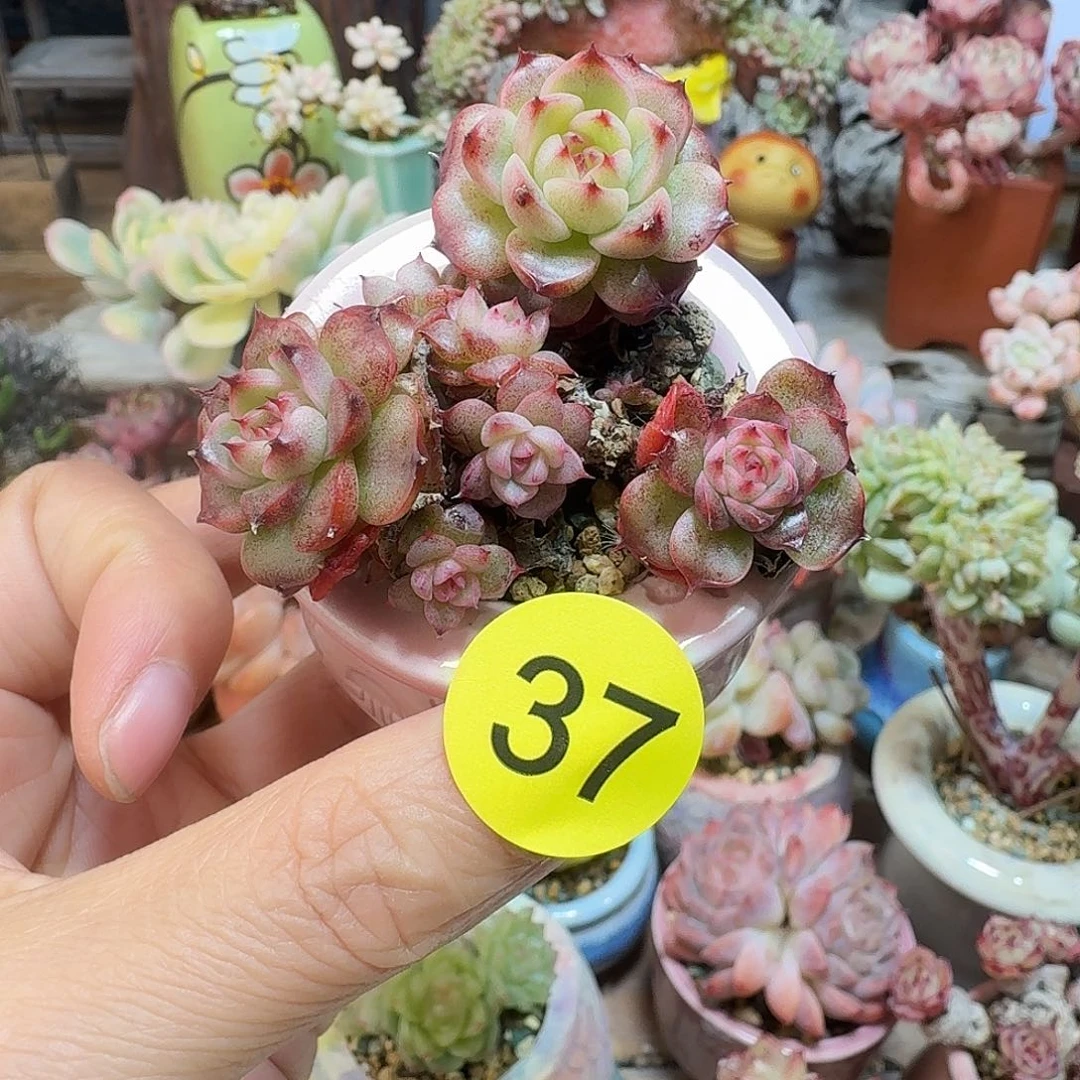 37 多肉含盆土30元包邮非偏远
