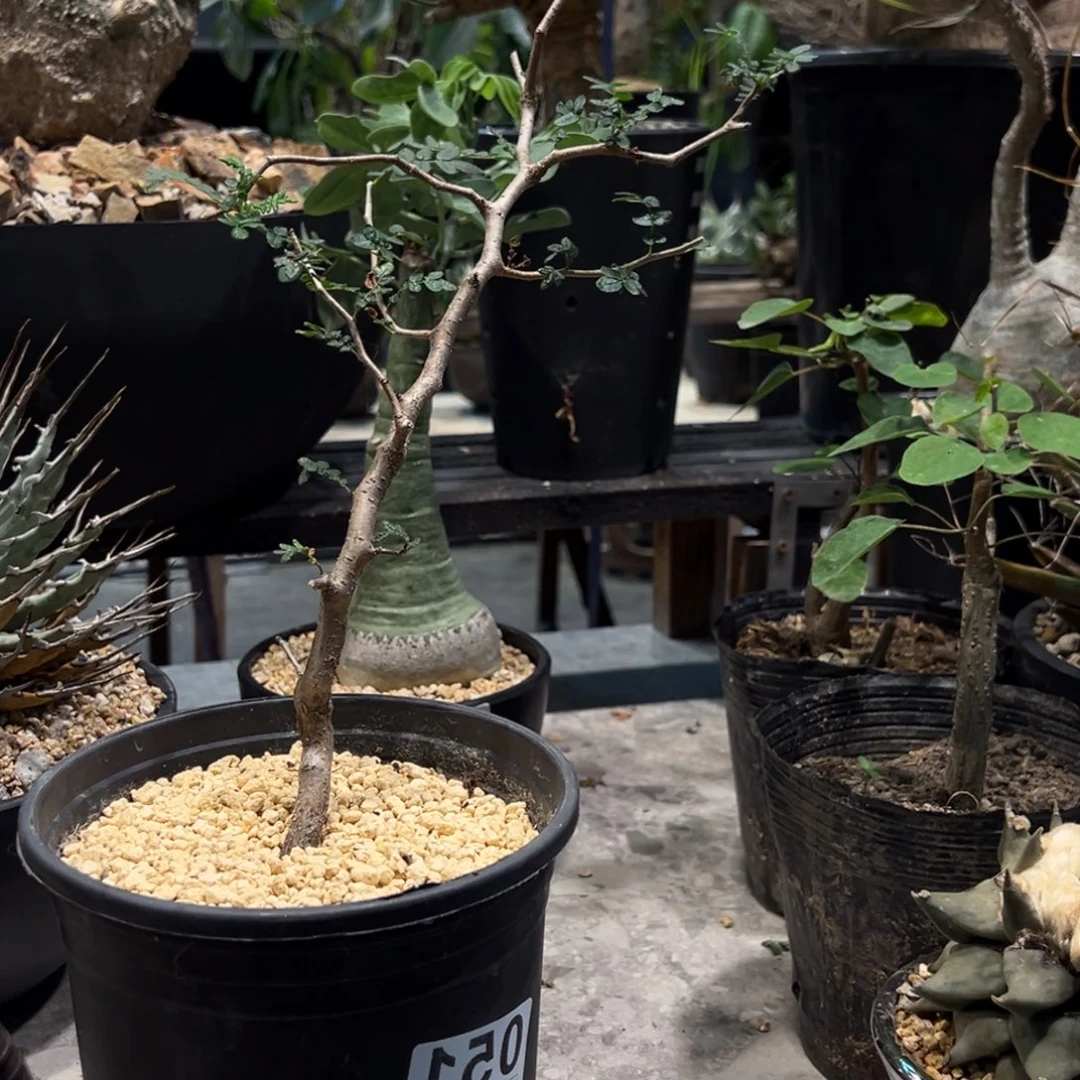 滔天橄榄脱土发货植物51号