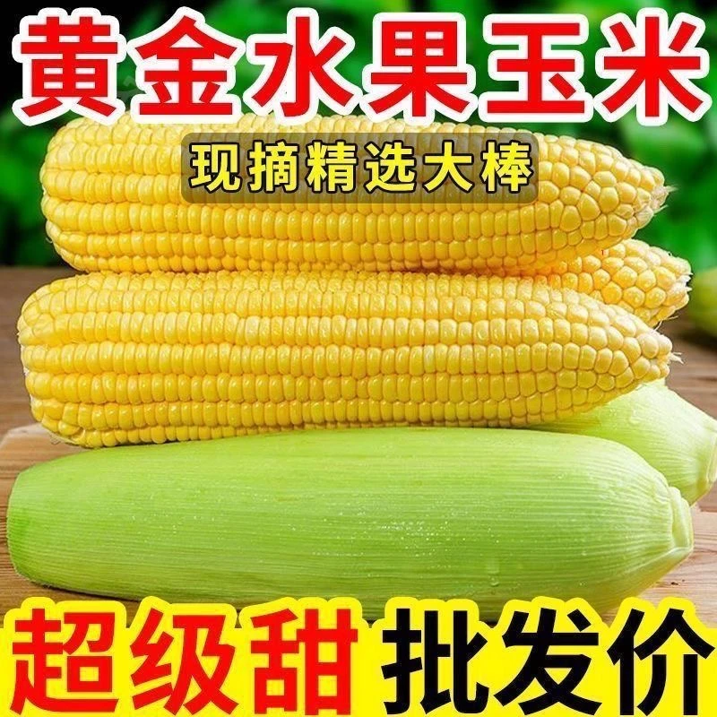 广西新鲜爆浆水果玉米脆甜可生吃苞谷玉米棒ZB