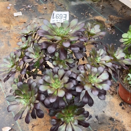 691黑元叶不包断枝