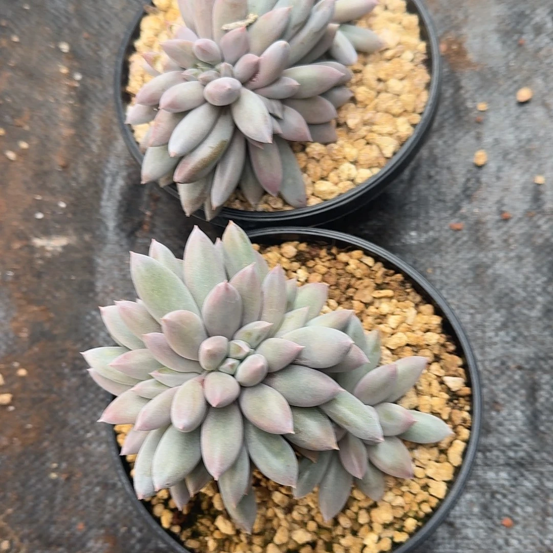 菊***姐哥特两颗发货多肉