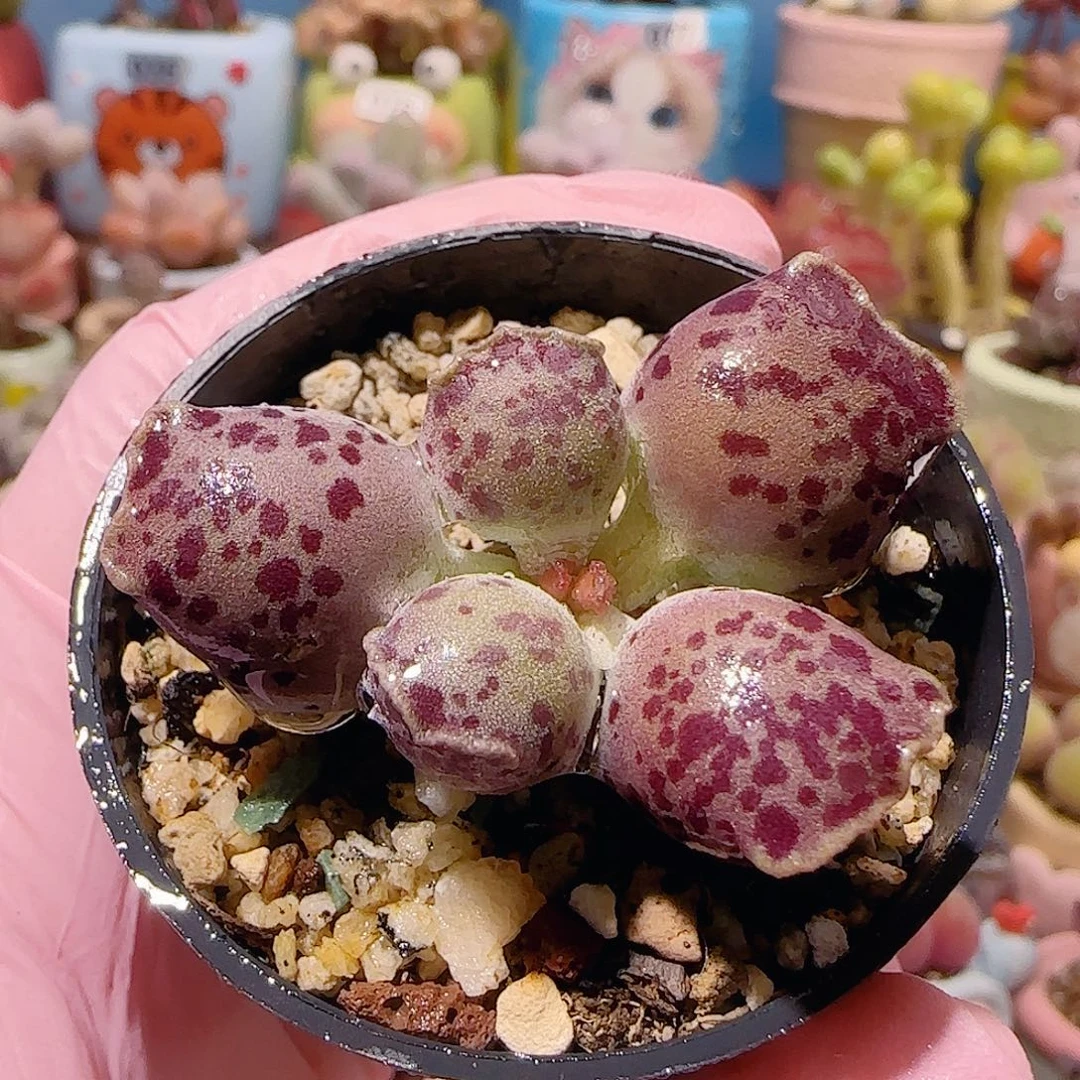 T胖胖猫耳海豹盆口3.5cm