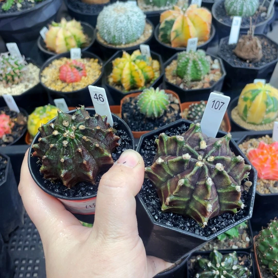 u****姐盆5公分满25包邮裸根发货