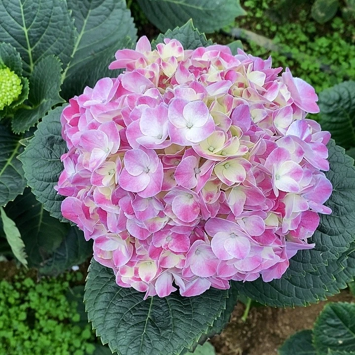 140号绣球/有色差介意勿拍/3单冷链包邮/偏远补运费发德邦