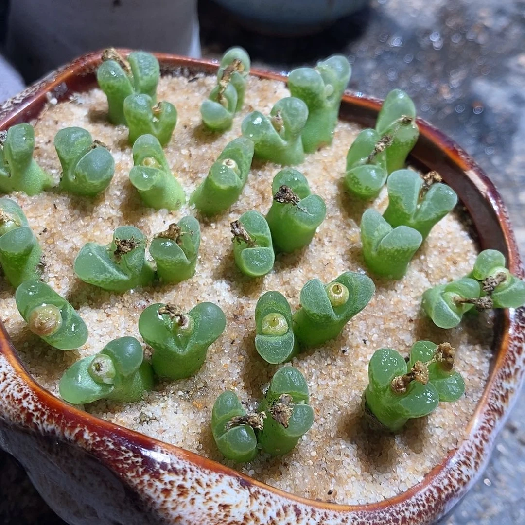 一颗双头奶瓶风铃。