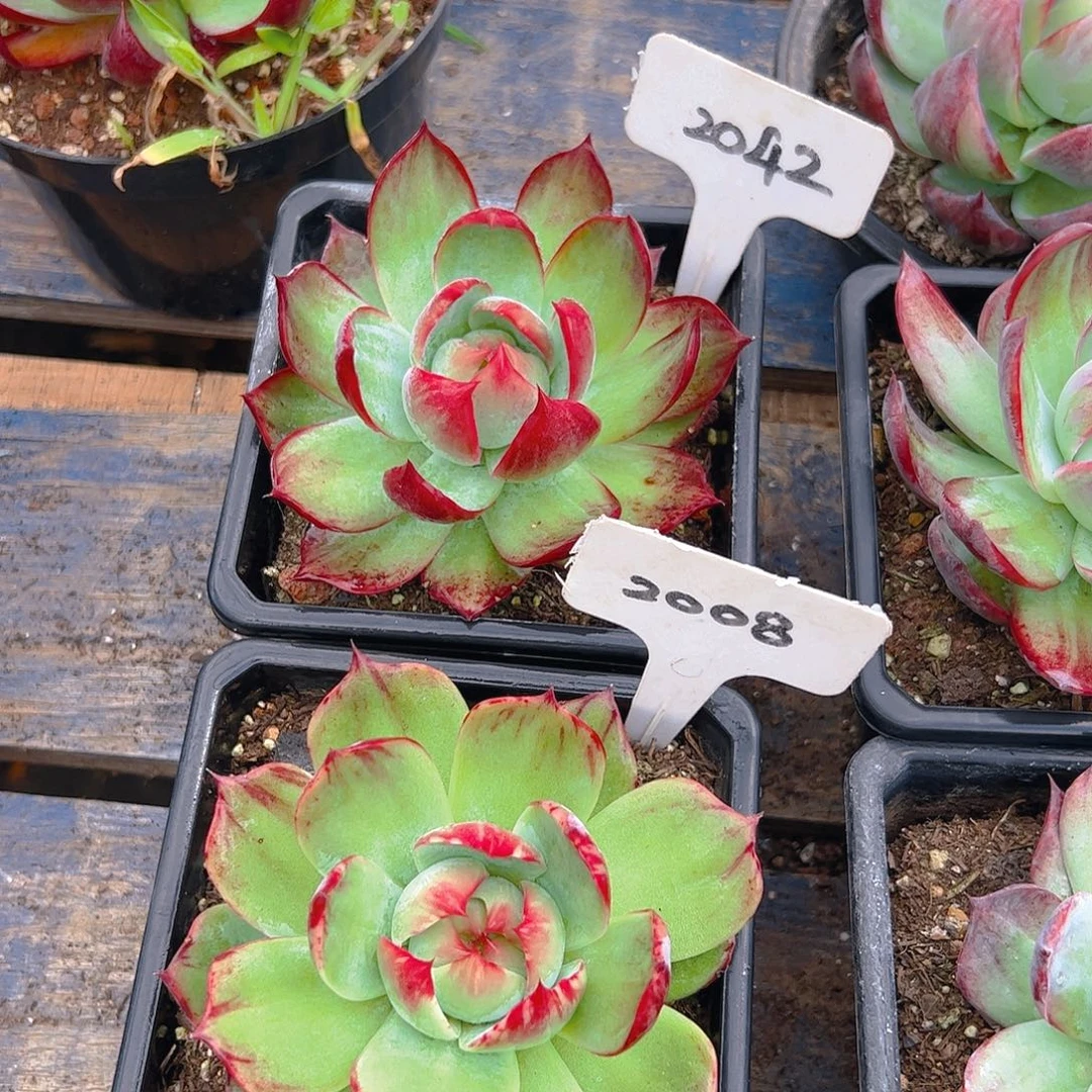 惊鸿仙子2042.2008号