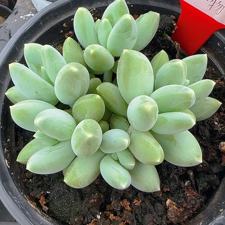 708多肉植物天使之翼