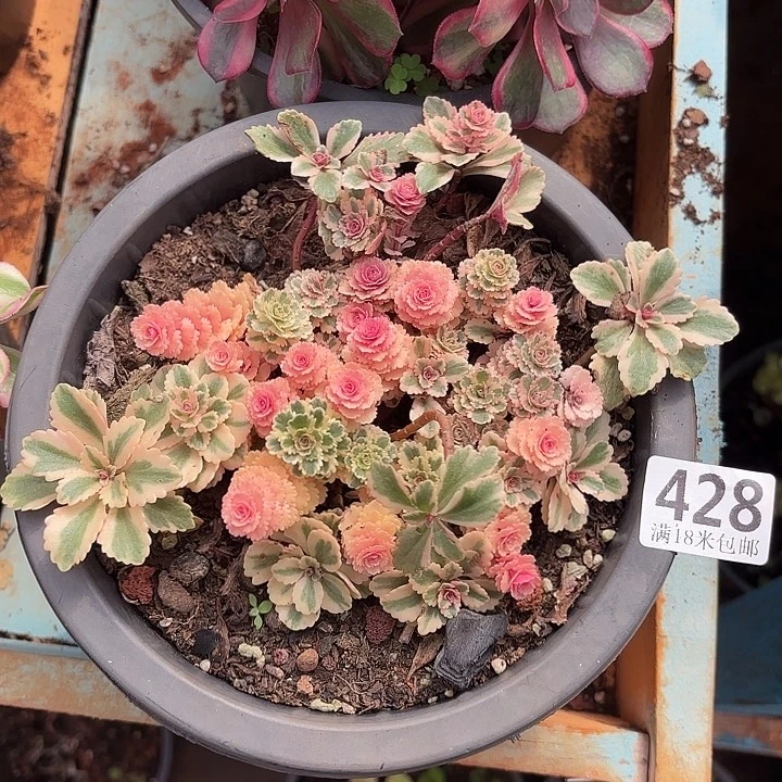 428亚特兰蒂斯掌心多肉法师锦不包侧枝断枝