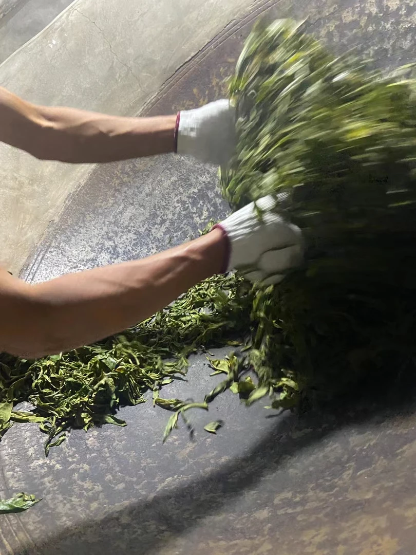 通用链接 2023年昔归古树200克饼