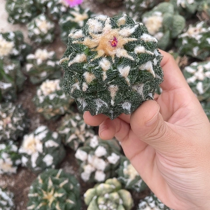 自根辛顿黑螺旋特价