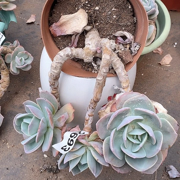 白凤悬崖 2693。。。。。。。。。。