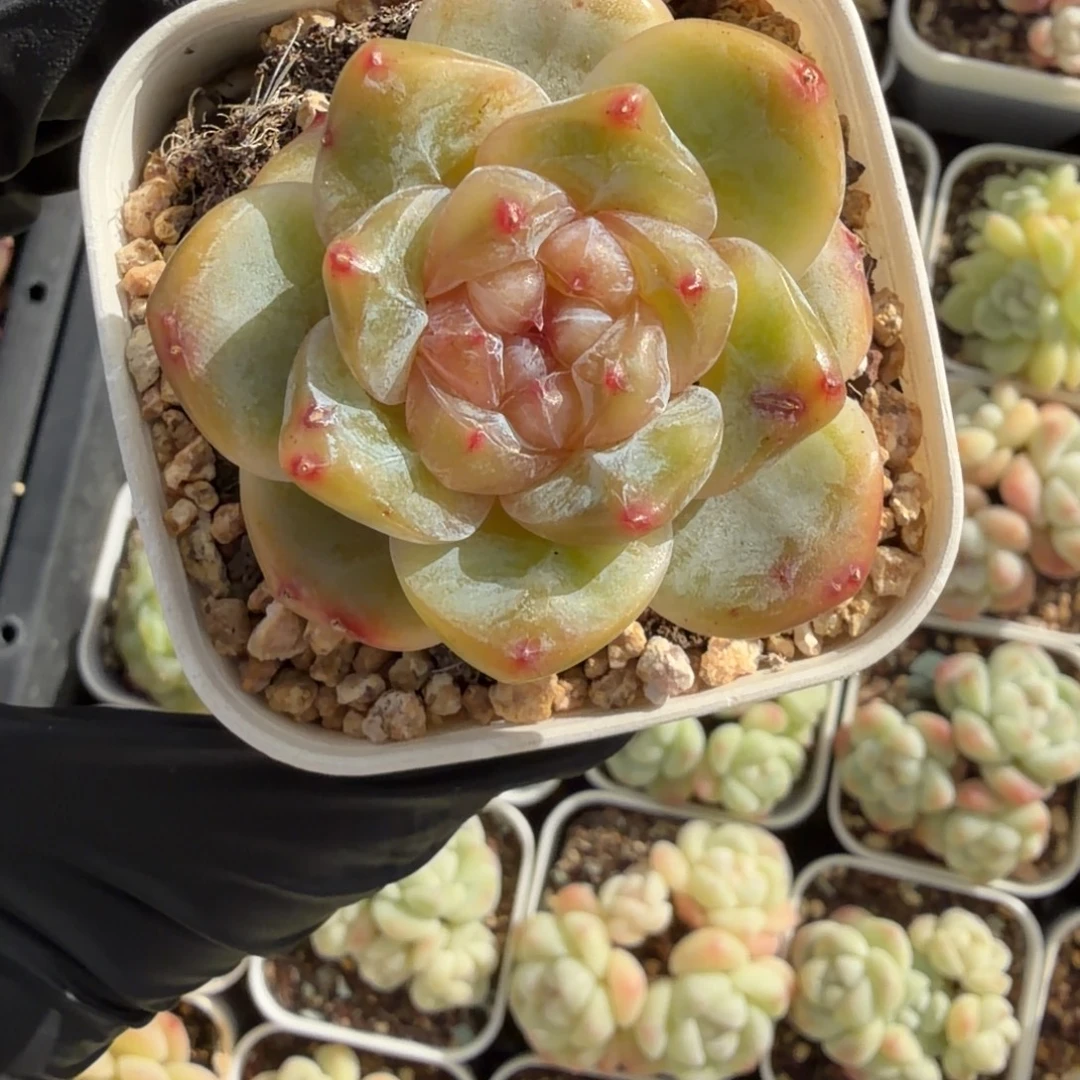 ****s东篱下多肉植物哈哈哈