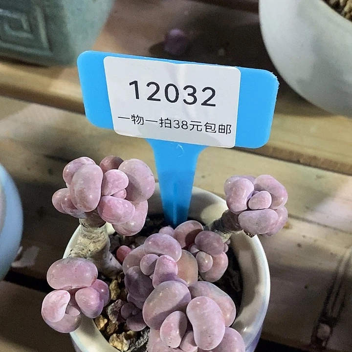 胭脂精品多肉桃蛋