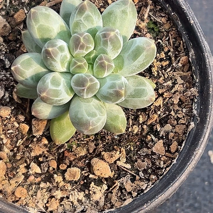 美美金品多肉美人系