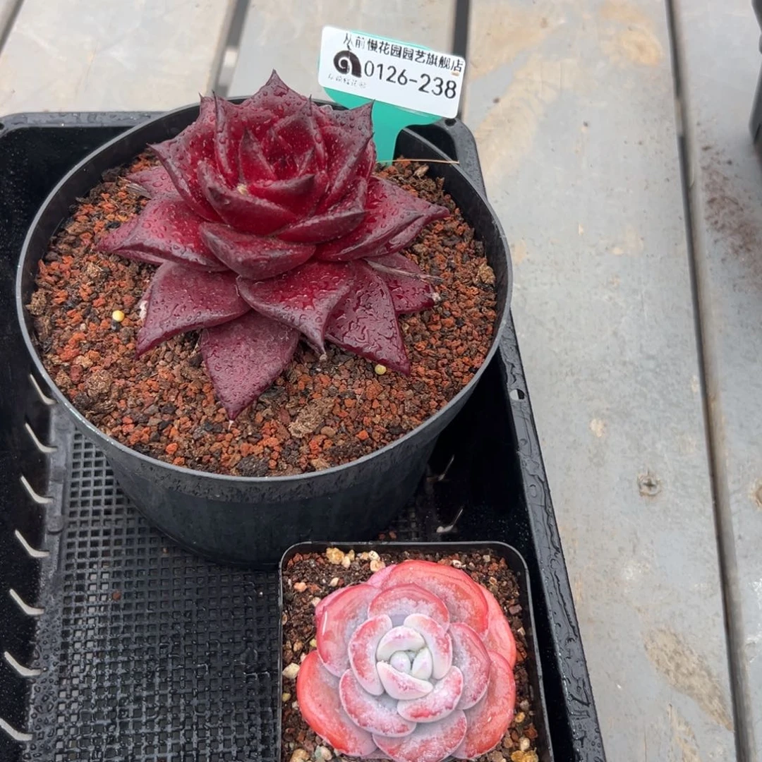 多肉一物一拍0126-238