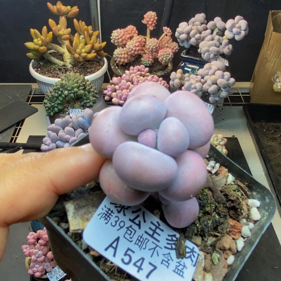 547芭比奶多肉5c m