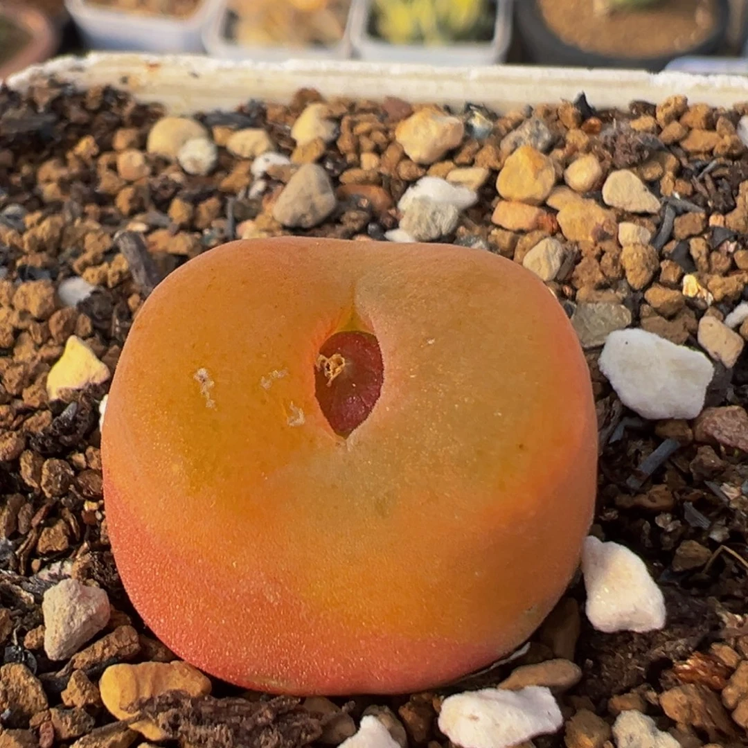 126多肉植物百科水蜜桃1430.5