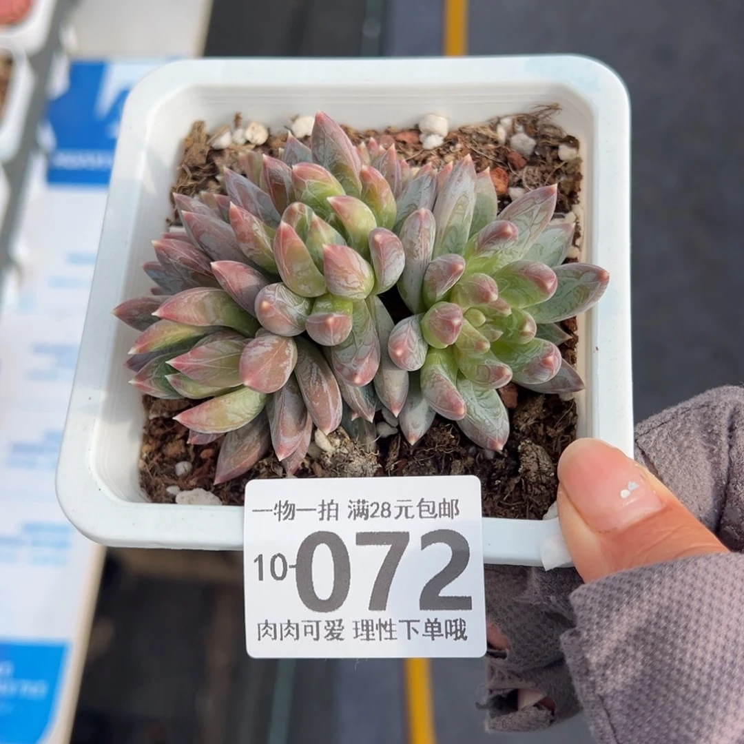 重楼多肉多肉多肉多肉多肉多肉