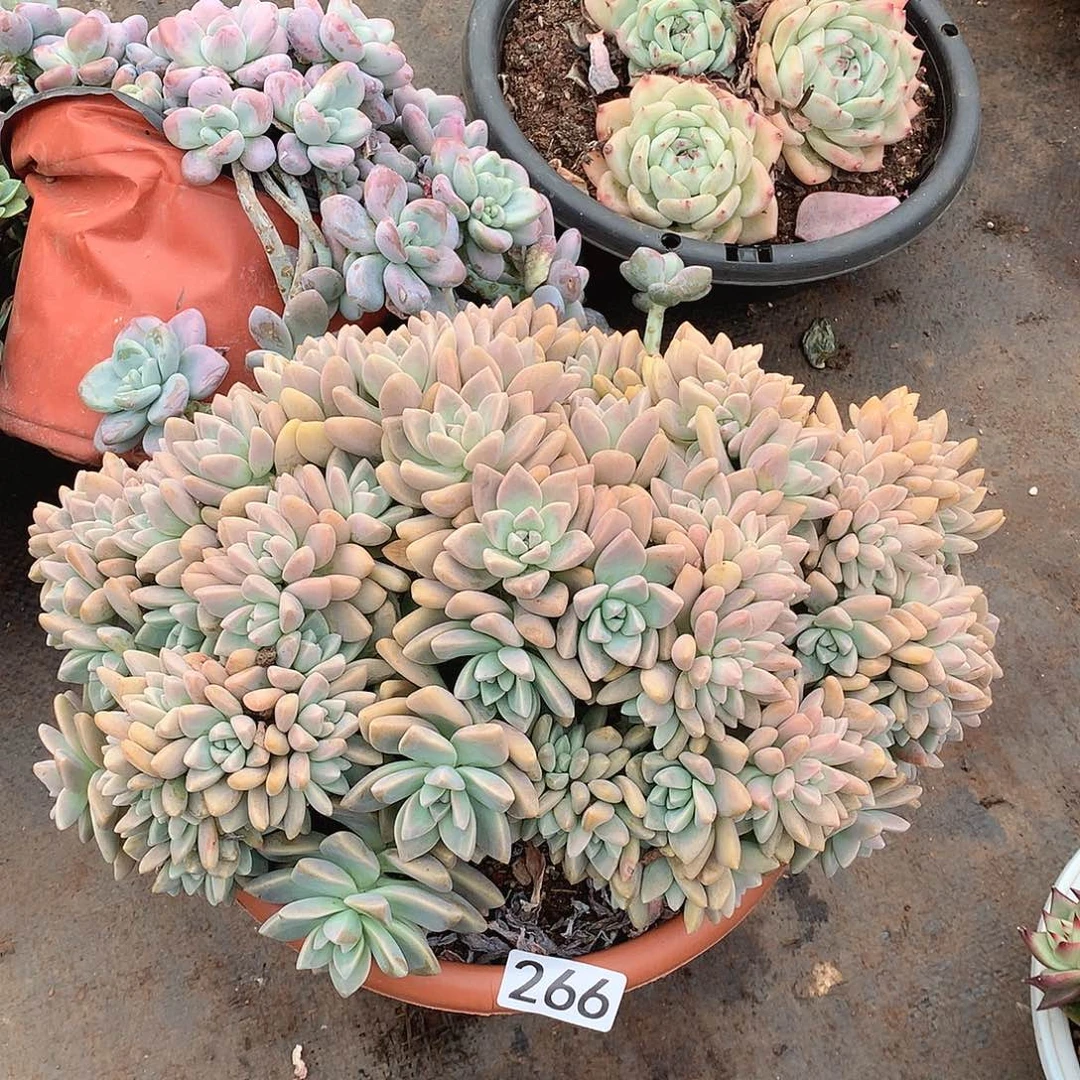 266淡雪朵朵一物一拍多肉