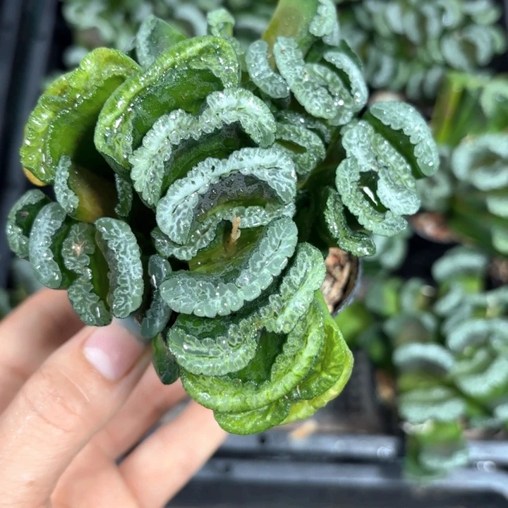 武斗雷龙玉扇多肉植物