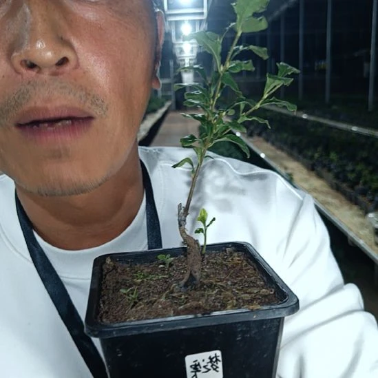 无花朵老鸦梦之拉095