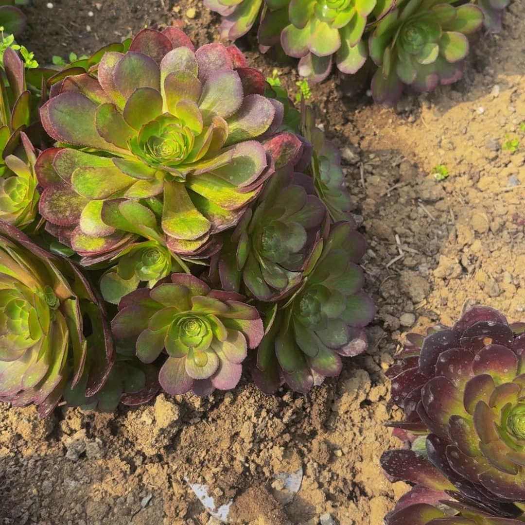 万圣节多肉植物捧花的