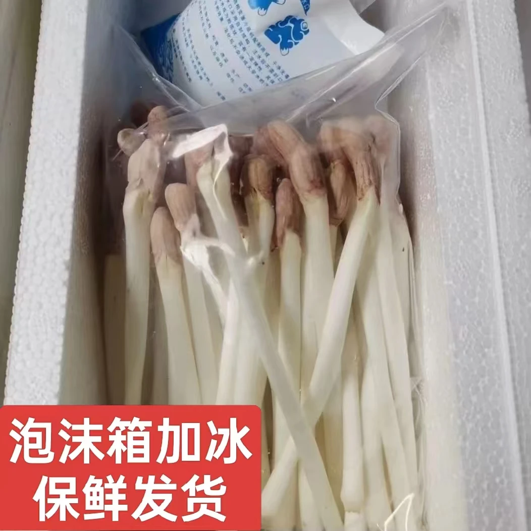 新鲜花生芽低热量营养健康凉拌火锅芽菜1斤装包邮