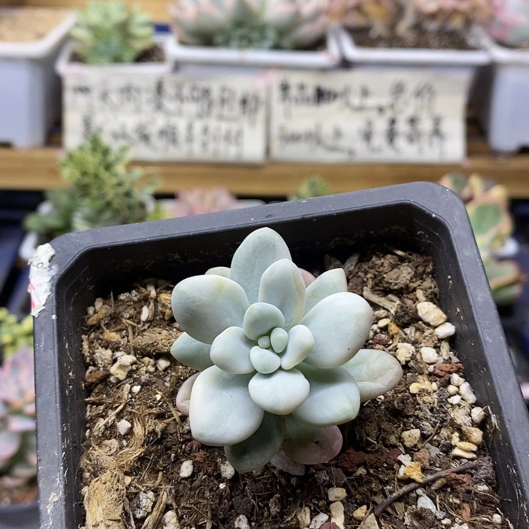 2611 香水洛神锦