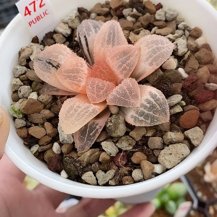 472湖斑具味城寿锦一物一拍