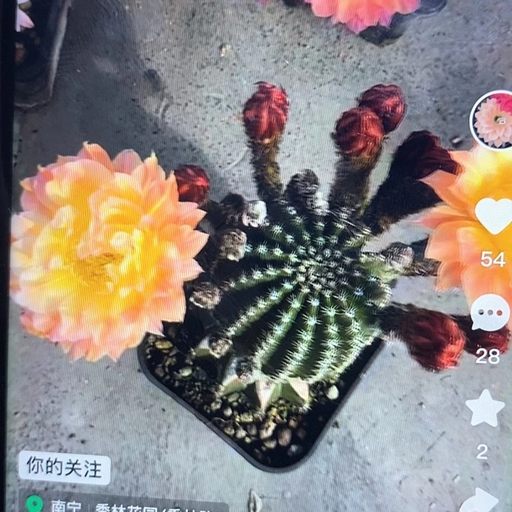 国色天香彩草侧芽三公分