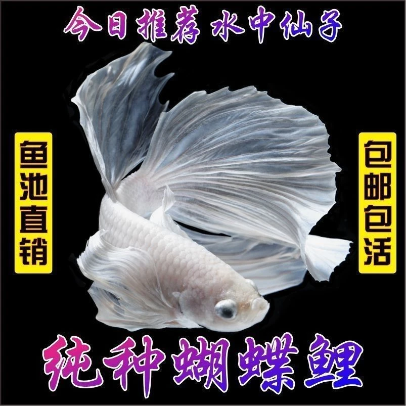 台湾纯种普身蝴蝶鲤长尾小型观赏鱼活体好养淡冷水鱼