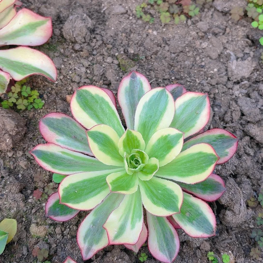 魅影荔枝多肉植物