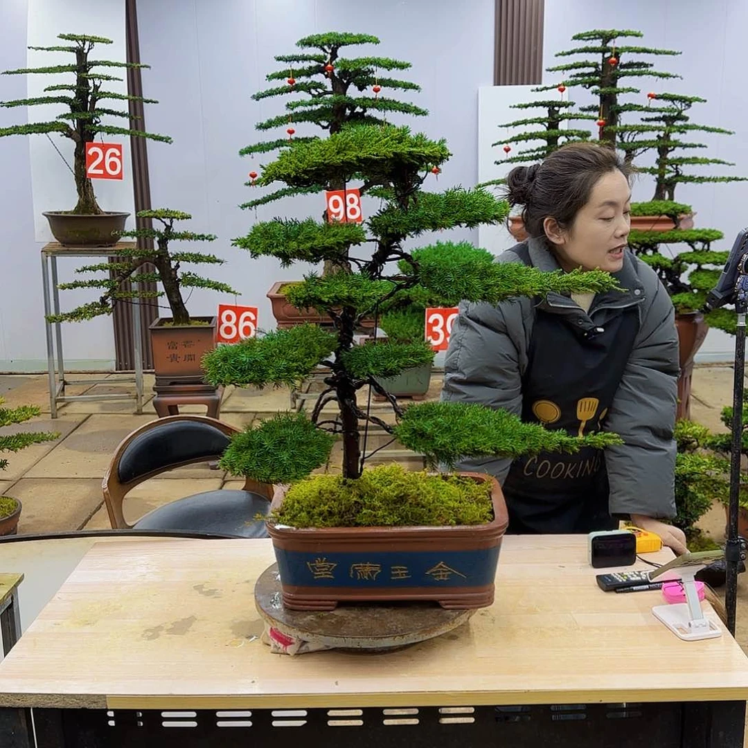 盆景直播间一物一拍