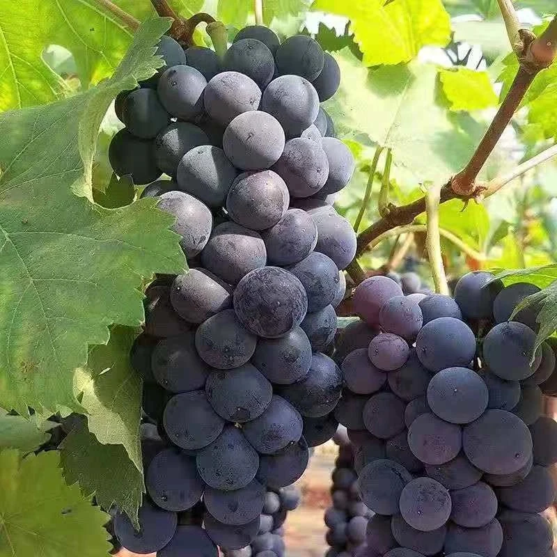 南北方都可种植盆栽地栽阳台小院