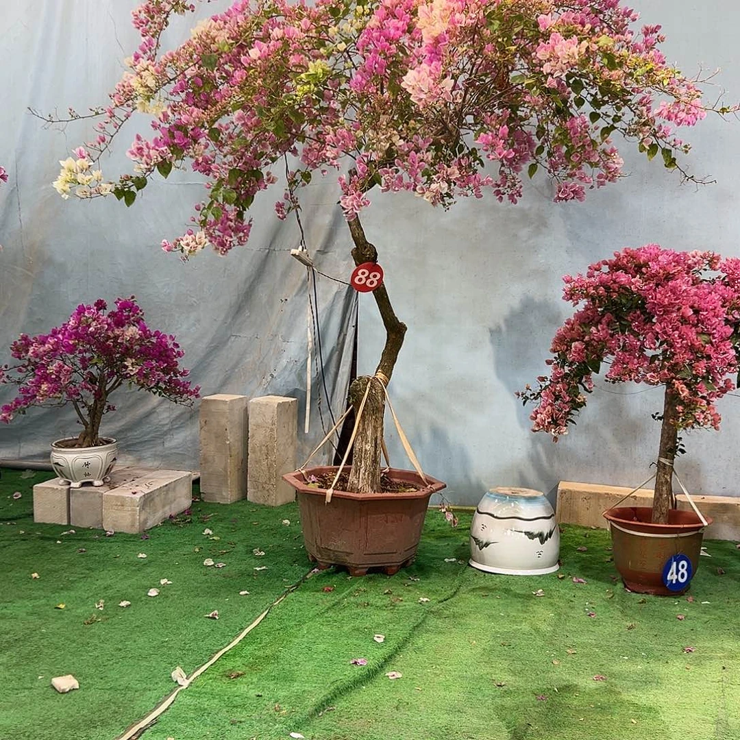 用***3完全开放三2222222222