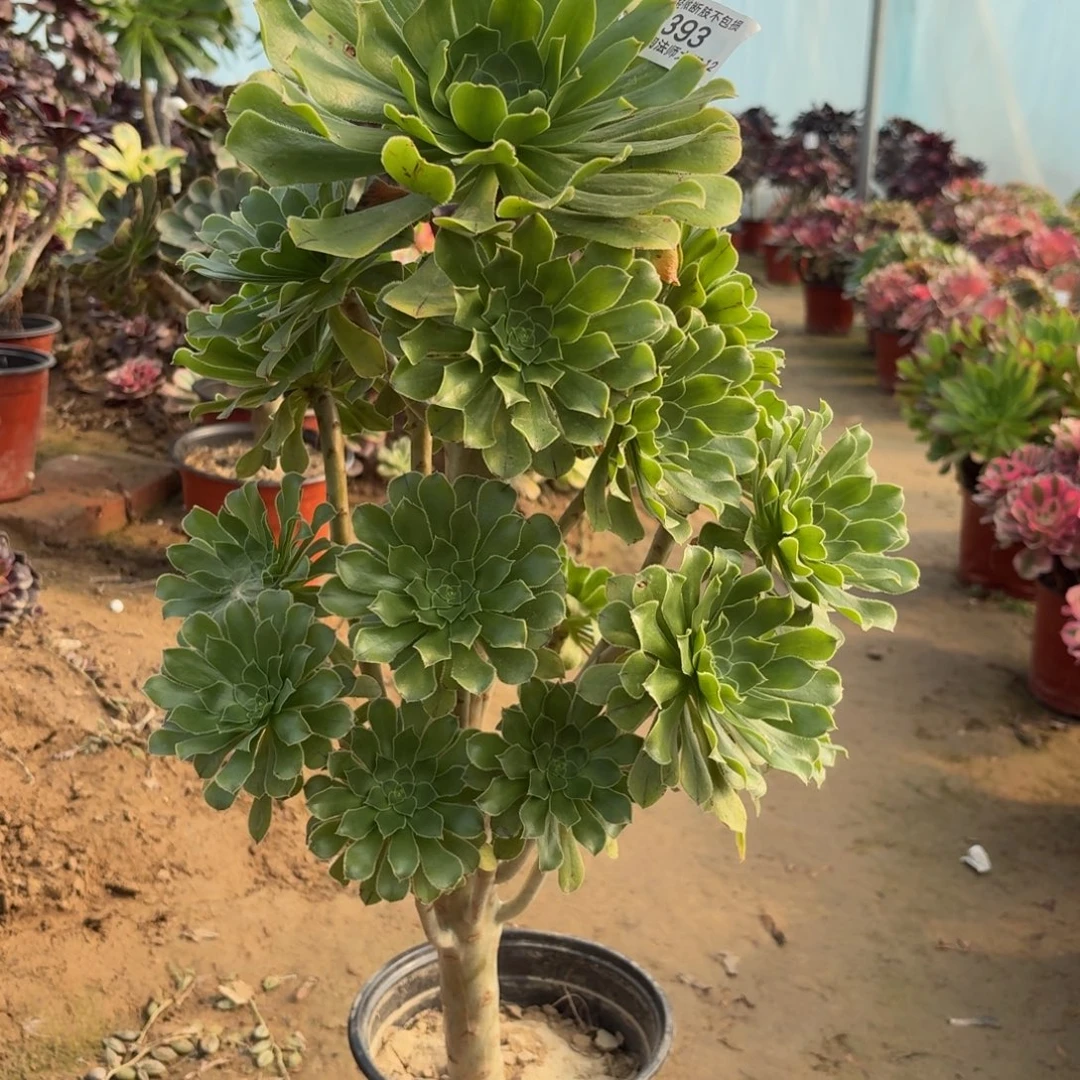 393原始绿法师多肉植物