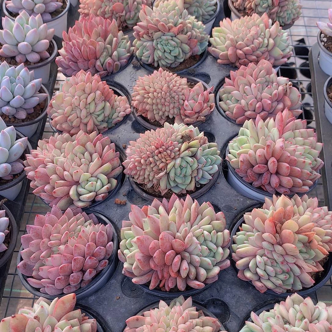 凌雪缀化24567899990