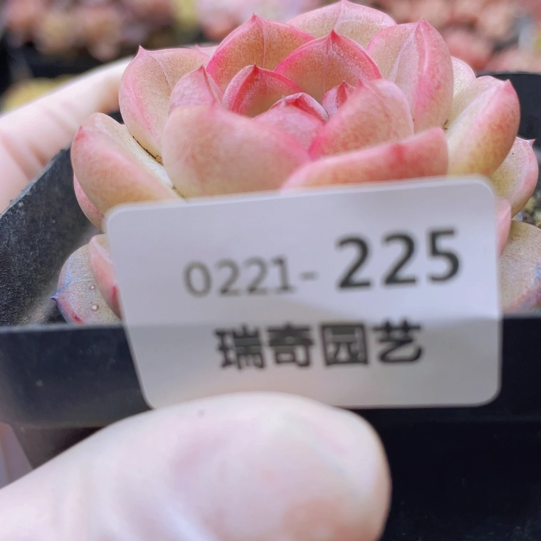 0000000000225一物一拍