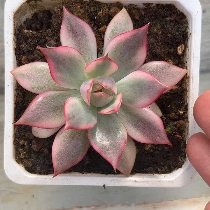 宝莲灯锦多肉植物