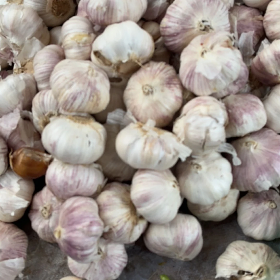 紫白皮干蒜新鲜现挖自然晾晒辛辣提香调味佳品